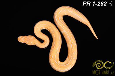 hadi na prodej, mládě, český chov hadů, odchov hadů, mojihadi.cz, Python regius, ballpython, krajta královská, Albino, pinstripe, het Clown